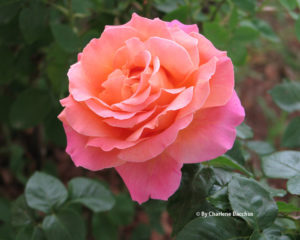 Rose Garden Albuquerque Rose Society