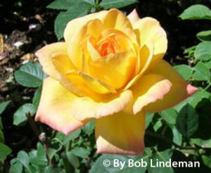 Rose Garden Albuquerque Rose Society