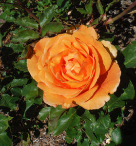 Albuquerque Rose Society